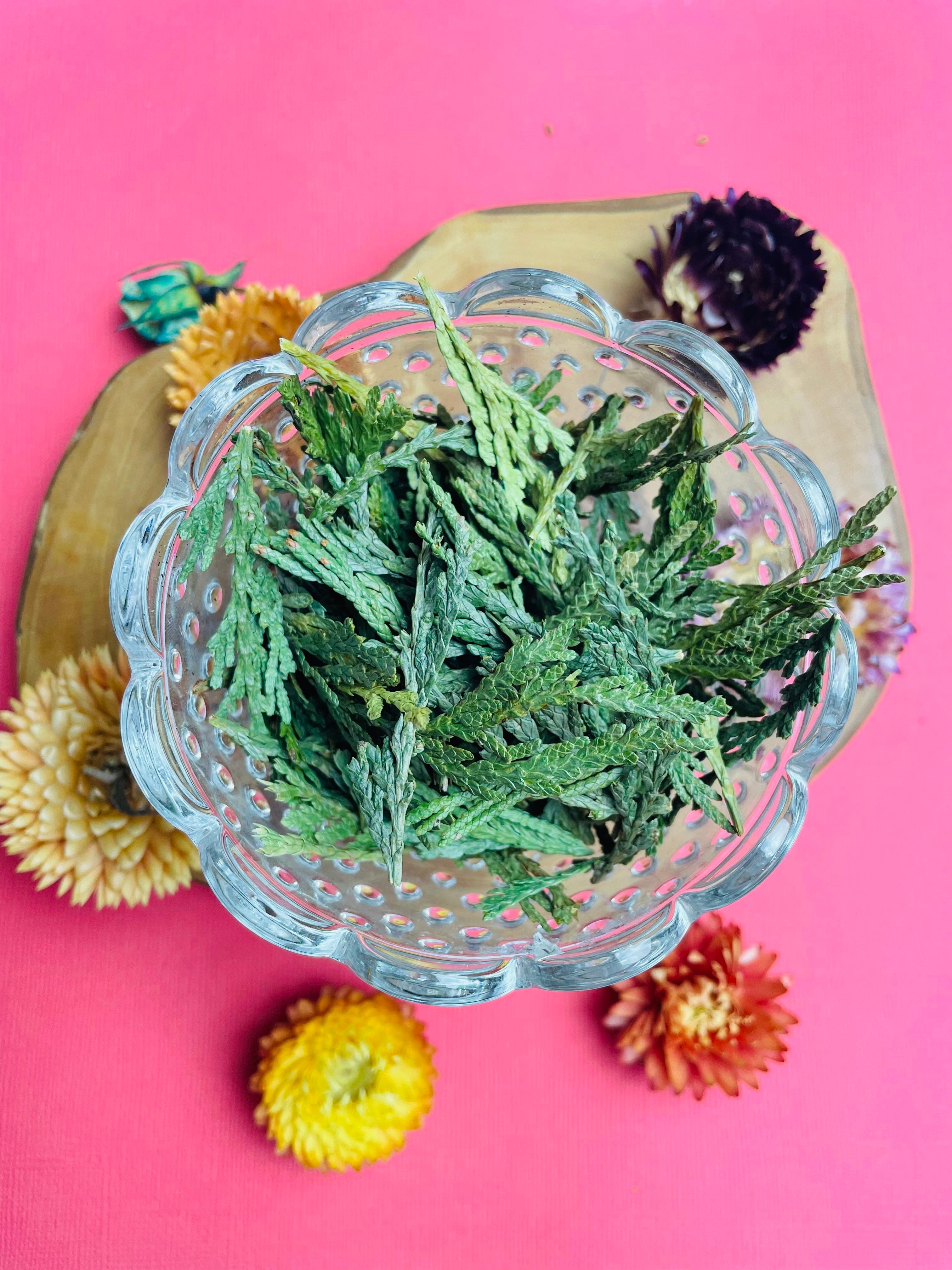 Cedar Leaf for Intuition & Protection