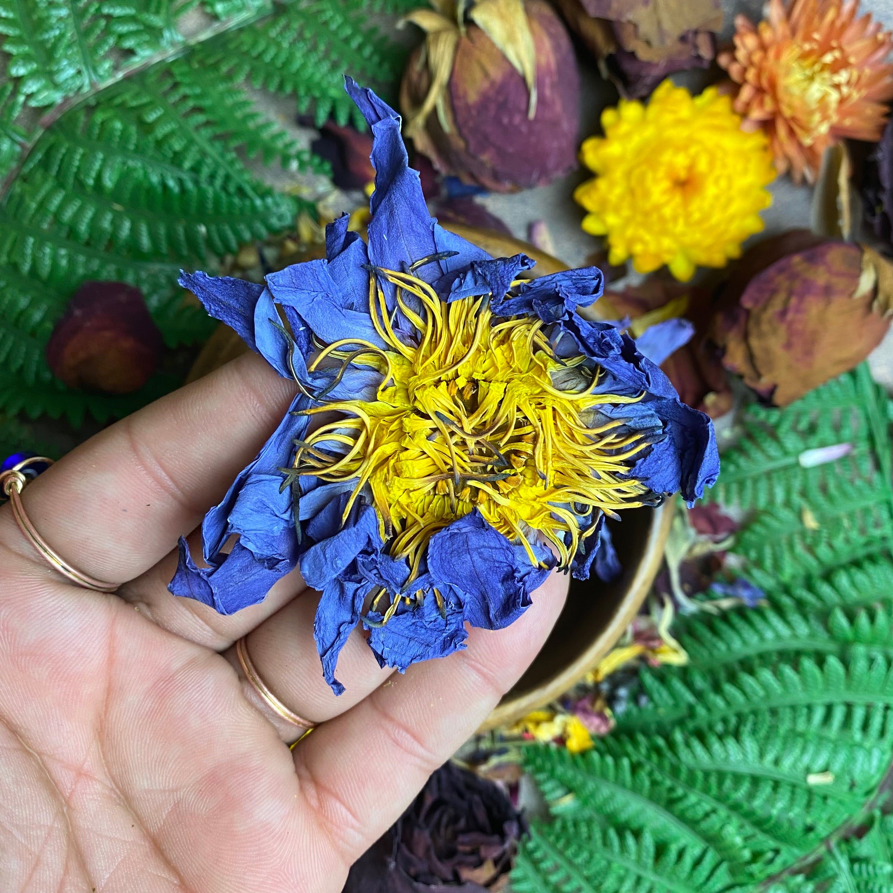 Blue Lotus Dried Flowers