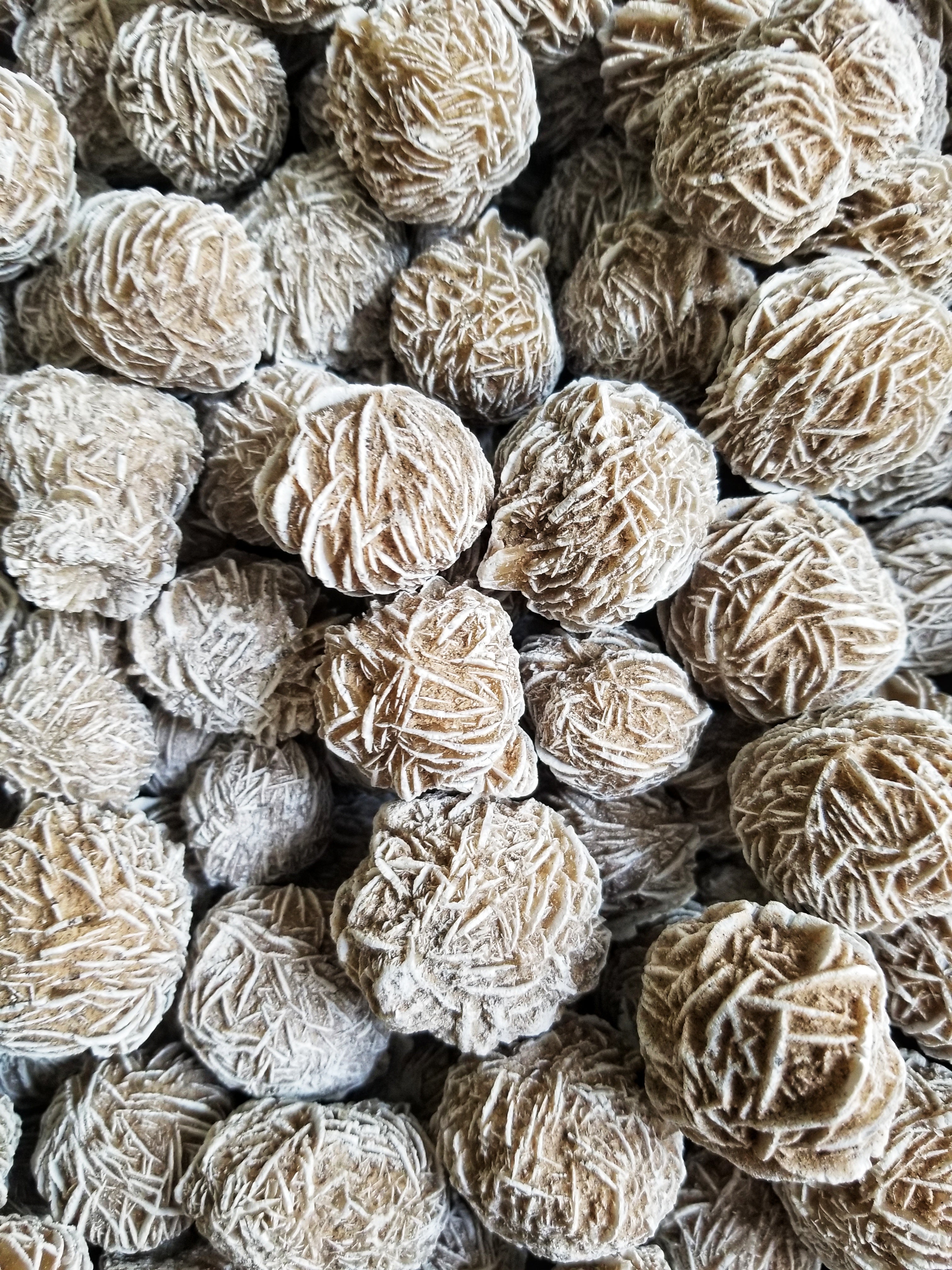 Desert Rose Blossoms