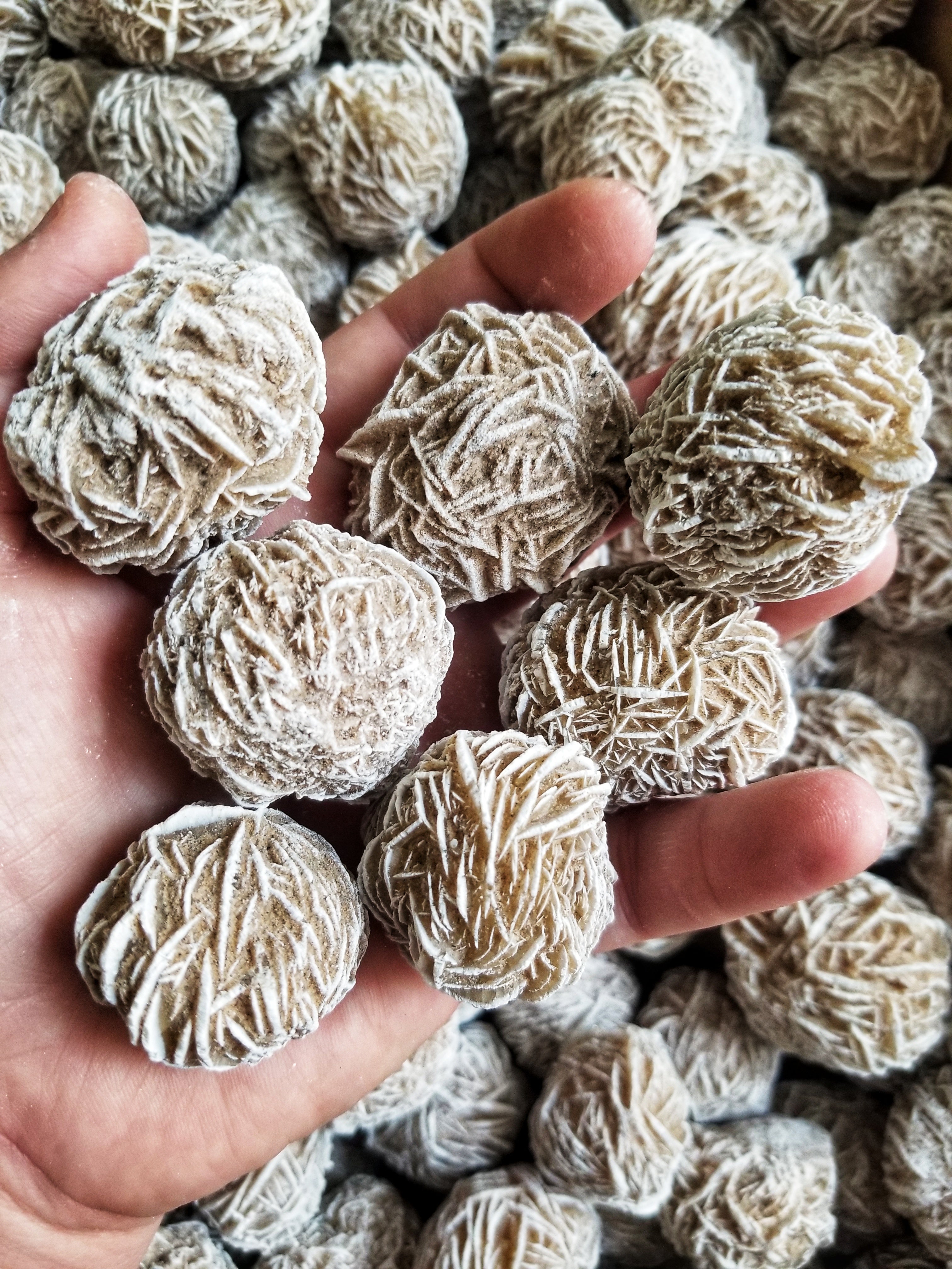 Desert Rose Blossoms
