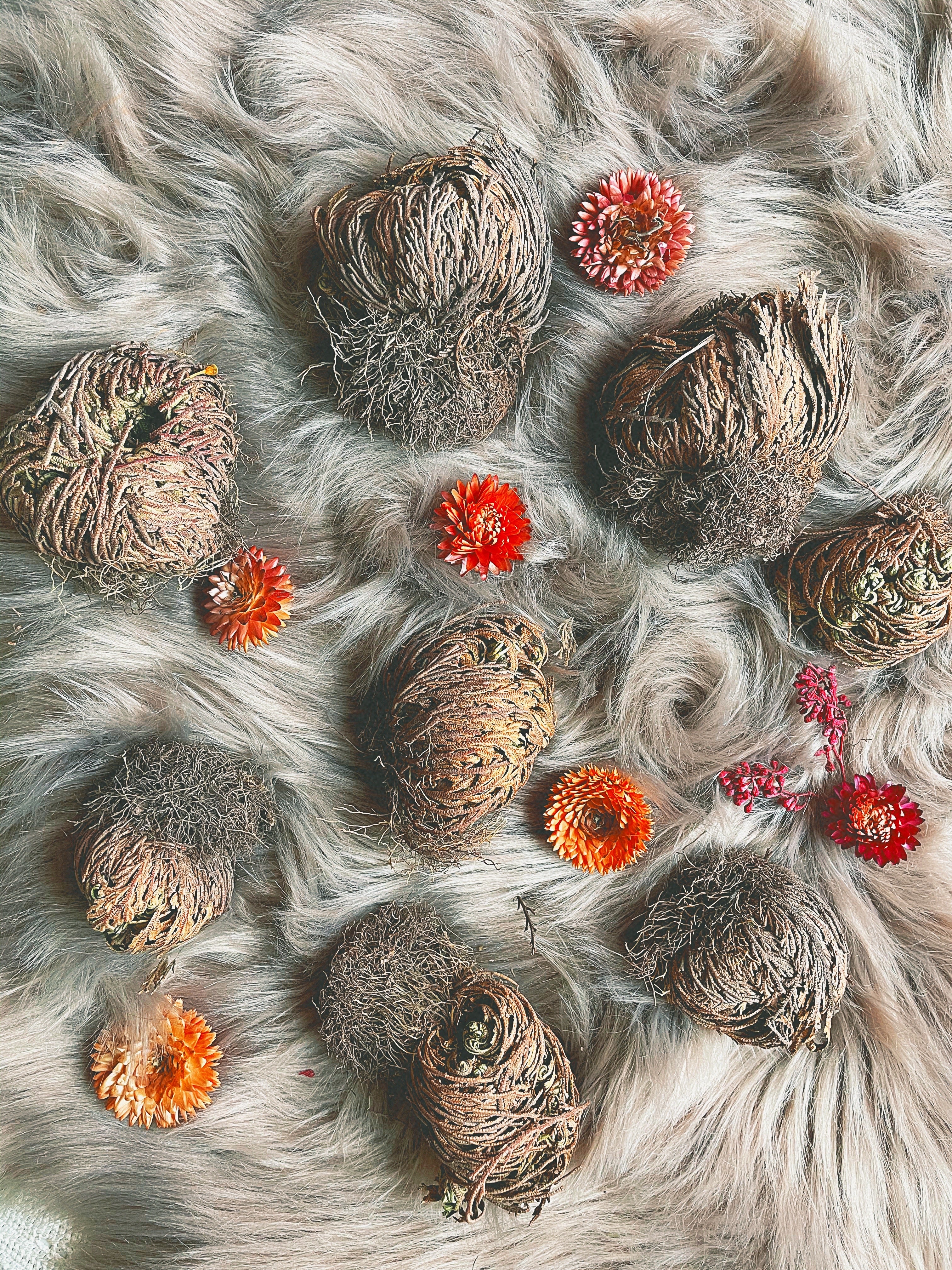 Rose of Jericho