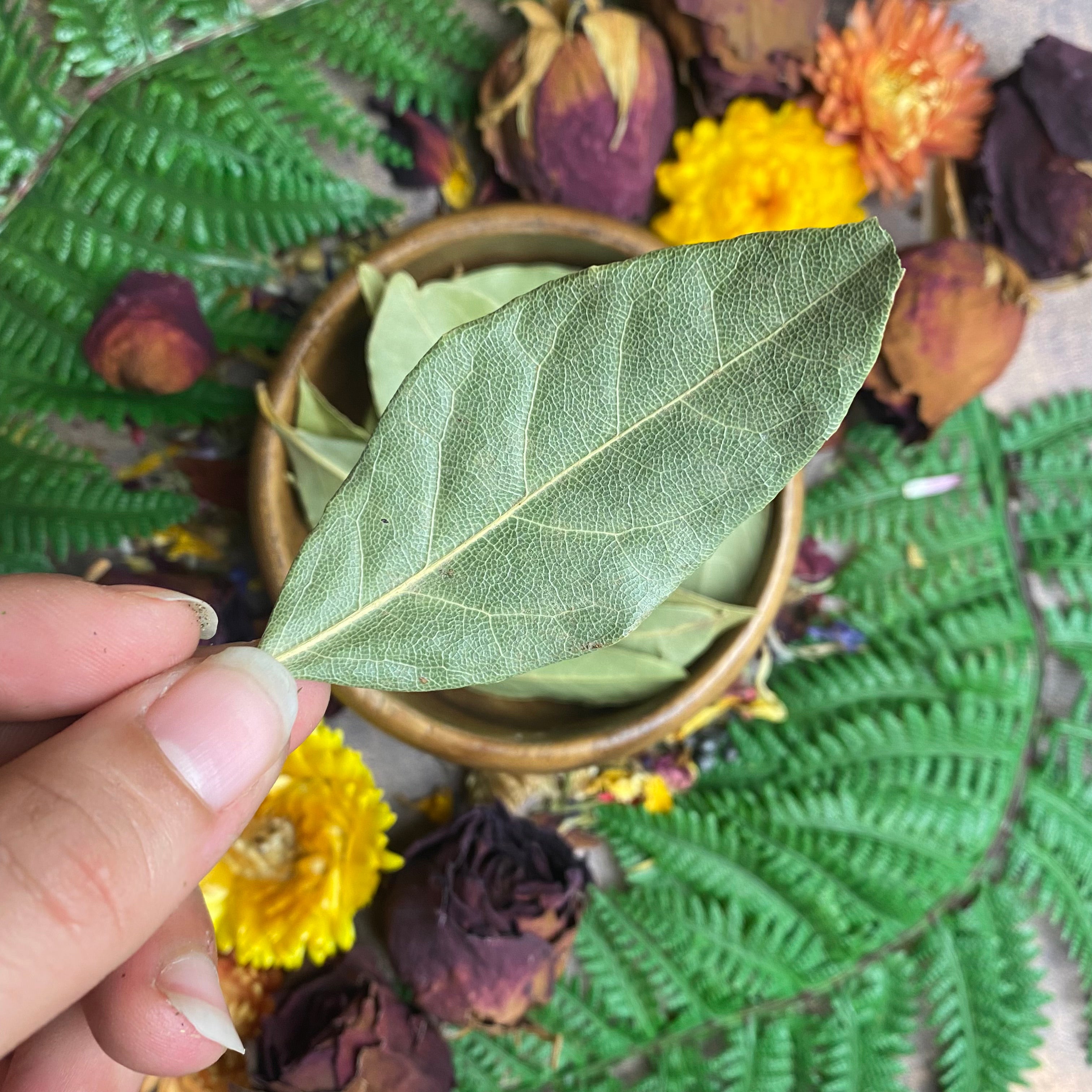 Bay Leaves for Manifesting