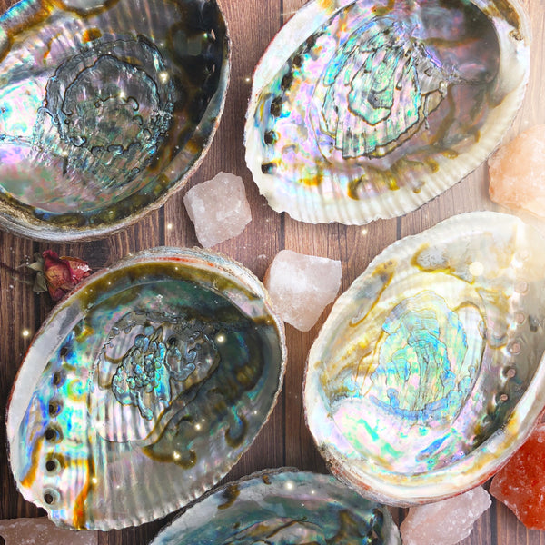 Large Abalone Shell